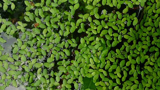 louisiana swamp grass