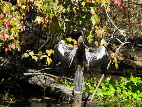 Jean Lafitte Swamp Tours