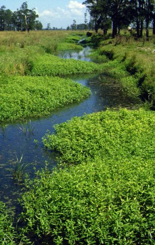 Jean Lafitte Swamp Tours