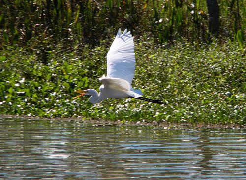 Jean Lafitte Swamp Tours