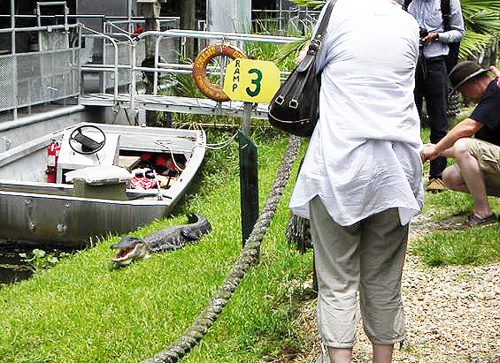 Jean Lafitte Swamp Tours