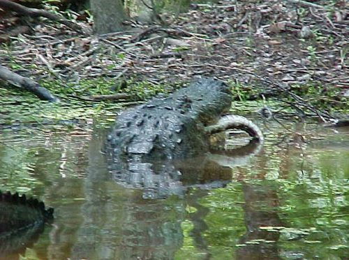 Jean Lafitte Swamp Tours