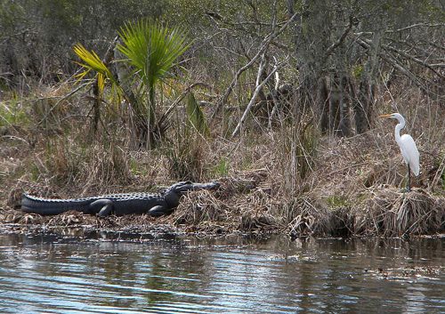 Jean Lafitte Swamp Tours