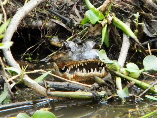 jean lafitte swamp tour