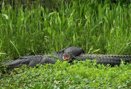 Jean Lafitte Swamp Tours