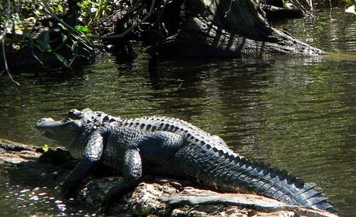 Jean Lafitte Swamp Tours