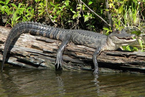 Jean Lafitte Swamp Tours