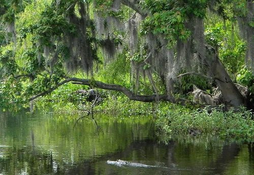 Jean Lafitte Swamp Tours