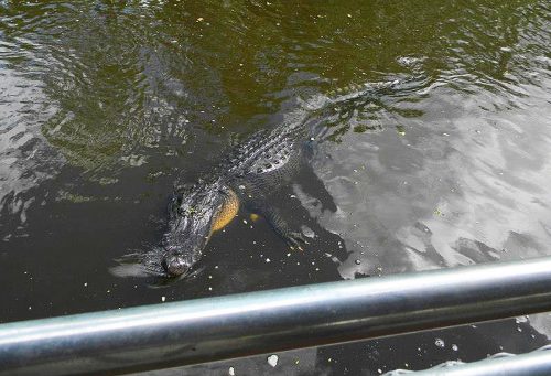 Jean Lafitte Swamp Tours