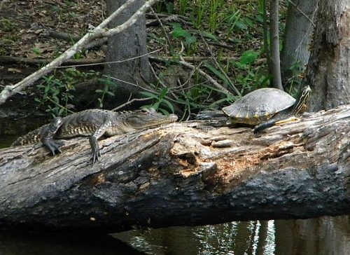 Jean Lafitte Swamp Tours