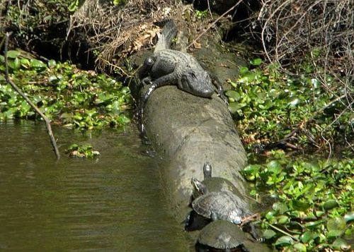 Jean Lafitte Swamp Tours