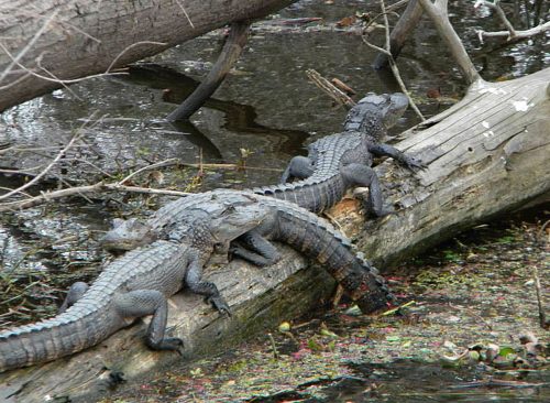 Jean Lafitte Swamp Tours