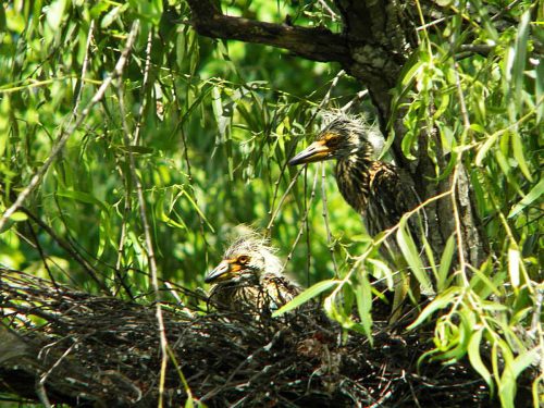 Jean Lafitte Swamp Tours