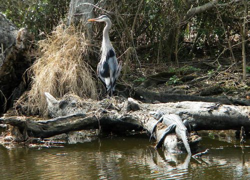 Jean Lafitte Swamp Tours