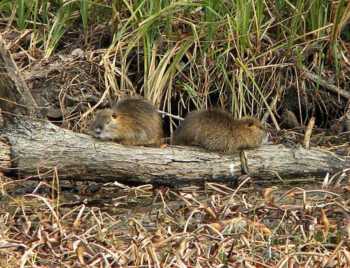 Jean Lafitte Swamp Tours