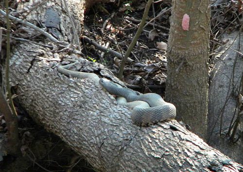 Jean Lafitte Swamp Tours