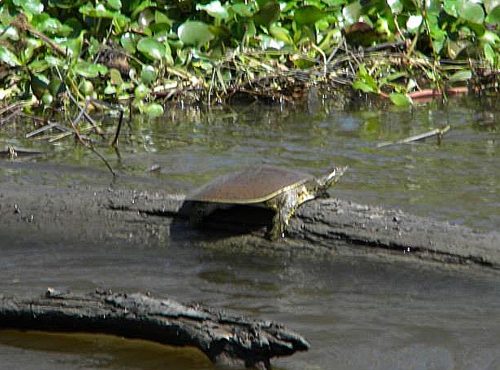 Jean Lafitte Swamp Tours