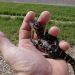 Jean Lafitte Swamp Tours