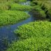 Jean Lafitte Swamp Tours