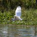 Jean Lafitte Swamp Tours