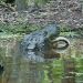 Jean Lafitte Swamp Tours