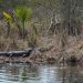 Jean Lafitte Swamp Tours