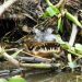 jean lafitte swamp tour