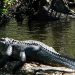 Jean Lafitte Swamp Tours