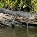 Jean Lafitte Swamp Tours