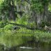 Jean Lafitte Swamp Tours