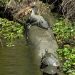 Jean Lafitte Swamp Tours