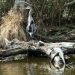 Jean Lafitte Swamp Tours