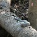 Jean Lafitte Swamp Tours