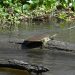 Jean Lafitte Swamp Tours