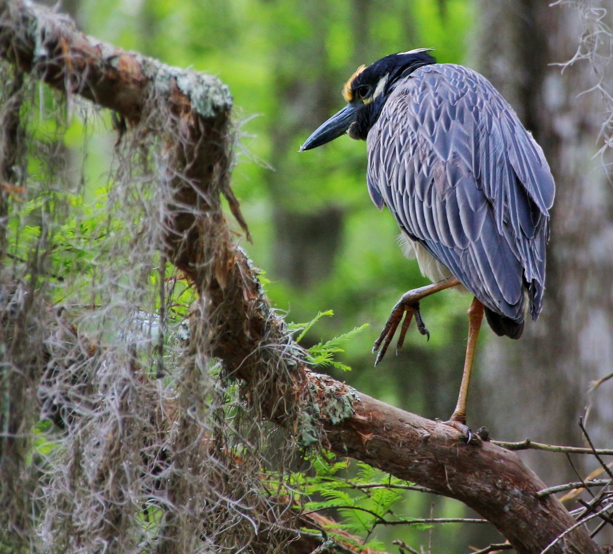 louisiana swamp bird 