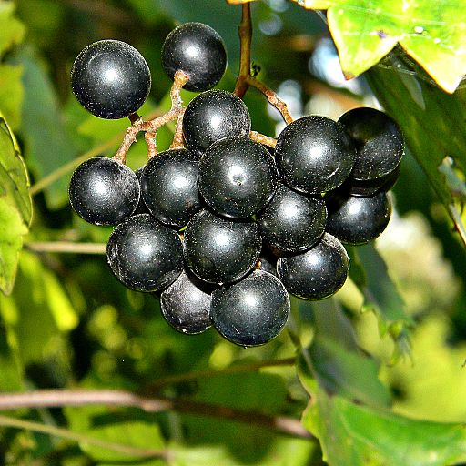 wild muscadine grape 