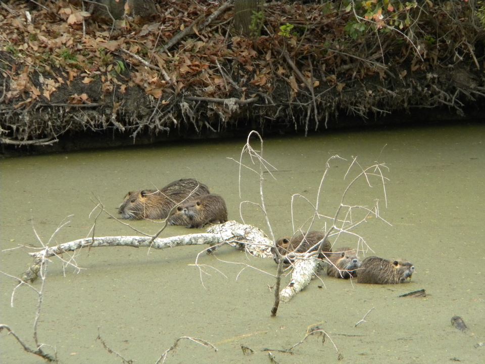 swamp nutria