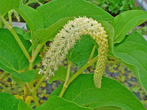 swamp flower lizard's tail 