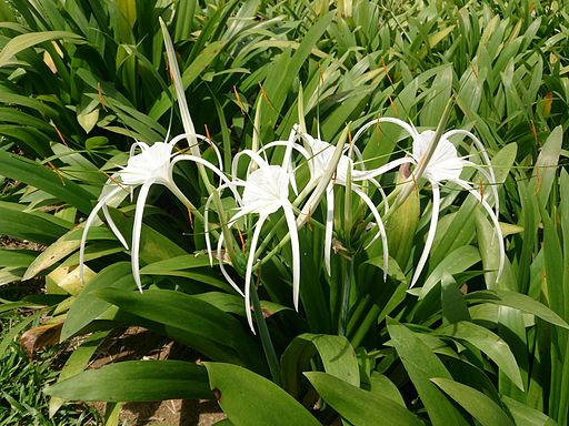 louisiana swamp white flower