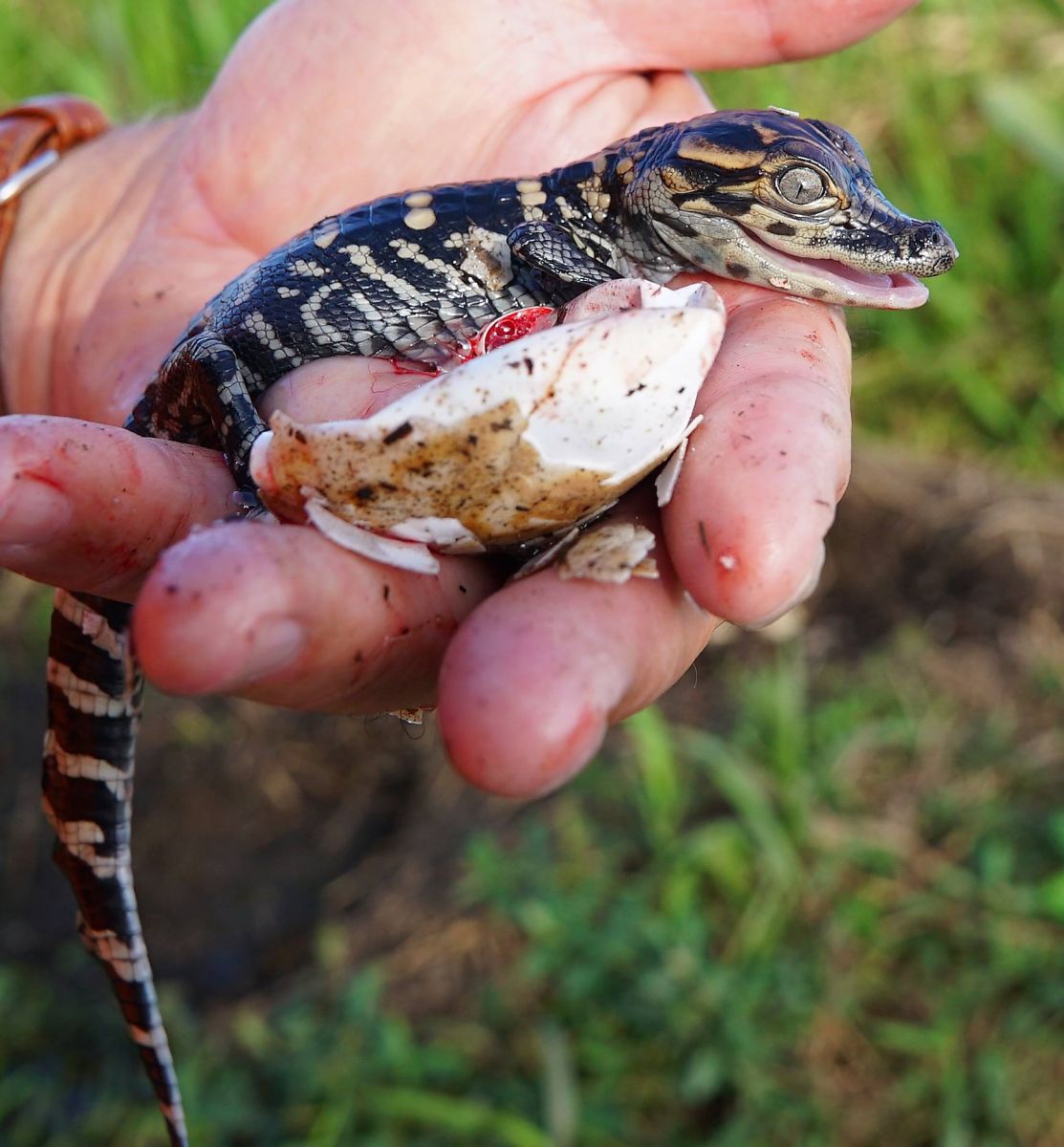 holding little gator