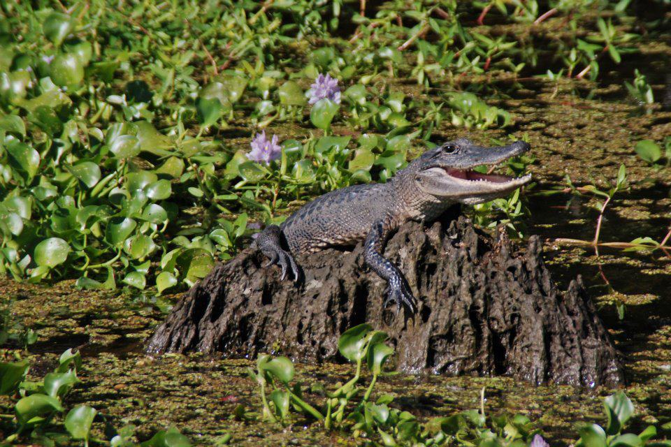 gator and flower