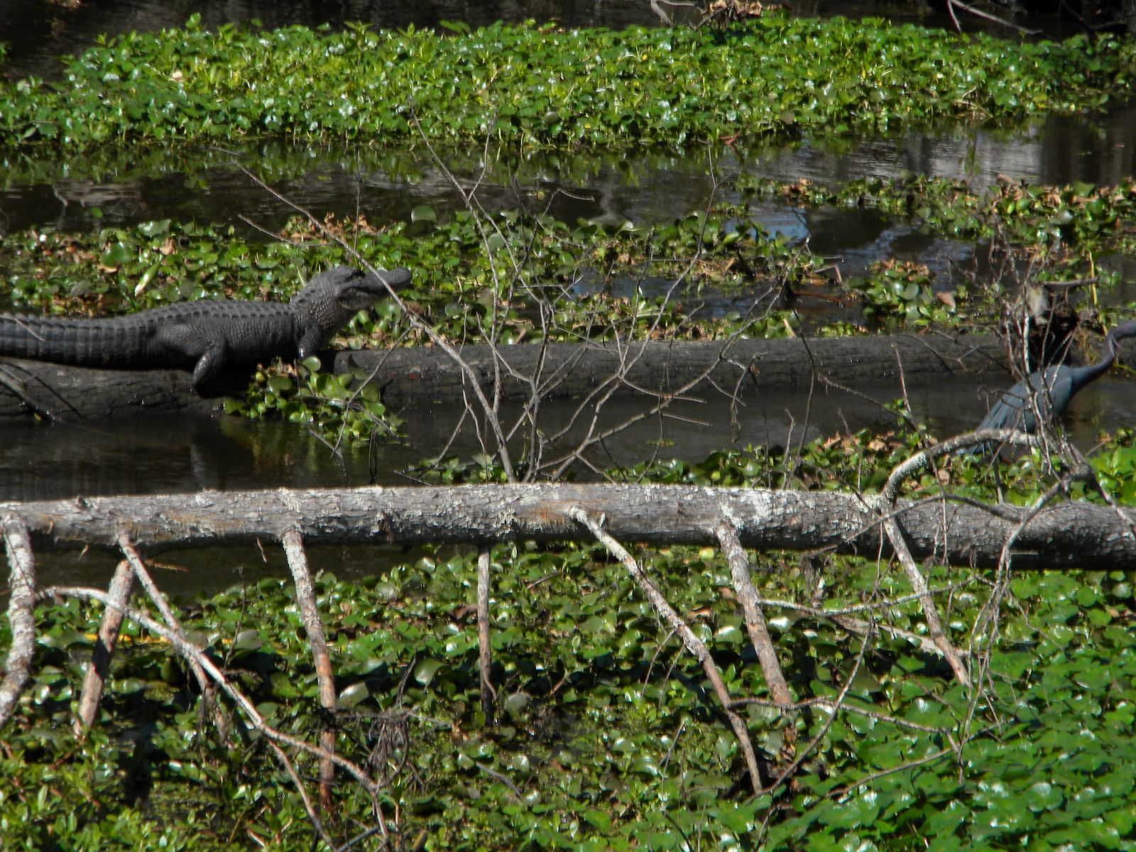 alligator new orleans