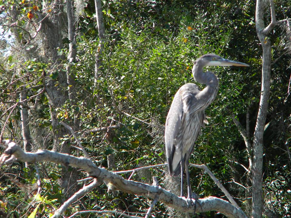 swamp bird