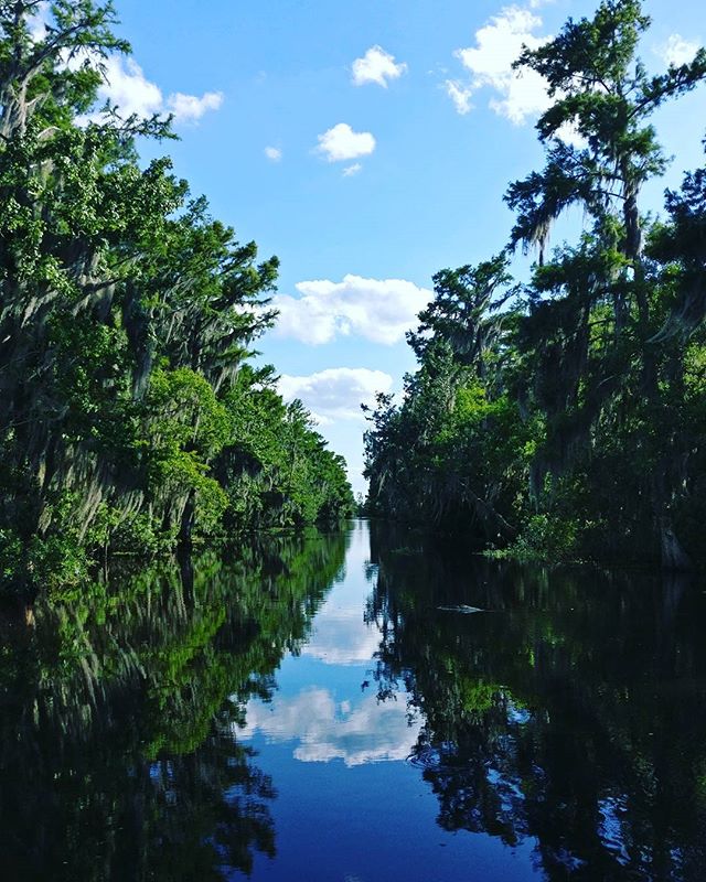 louisiana swamp trees