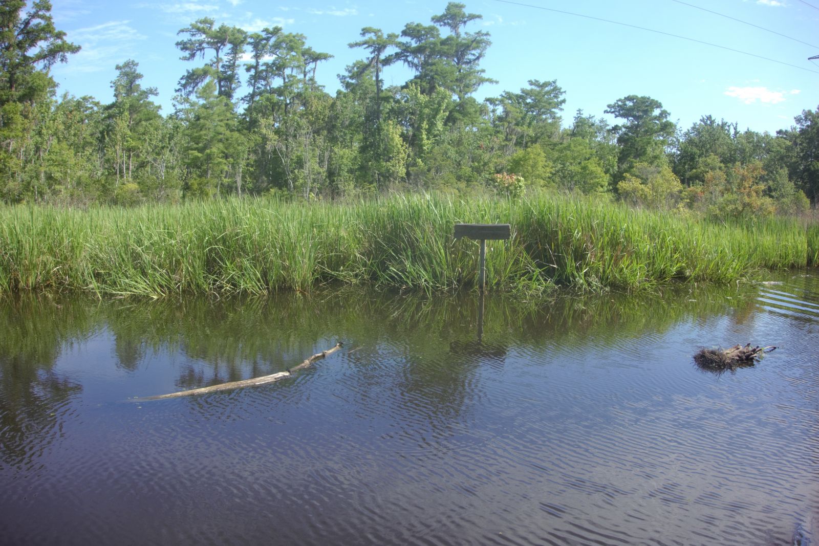 swamp tour new orleans 